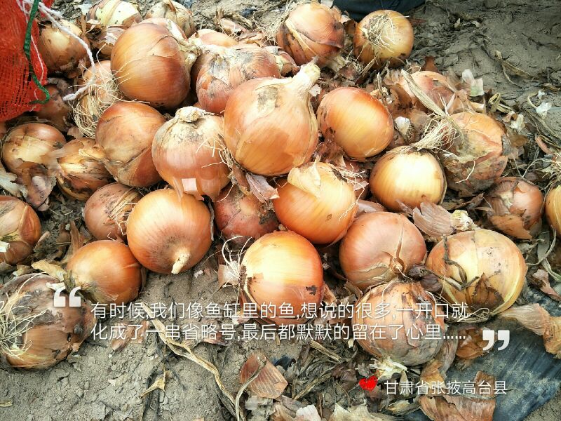 【精品】甘肃黄皮洋葱产地直销量大从优整车批发大量上市