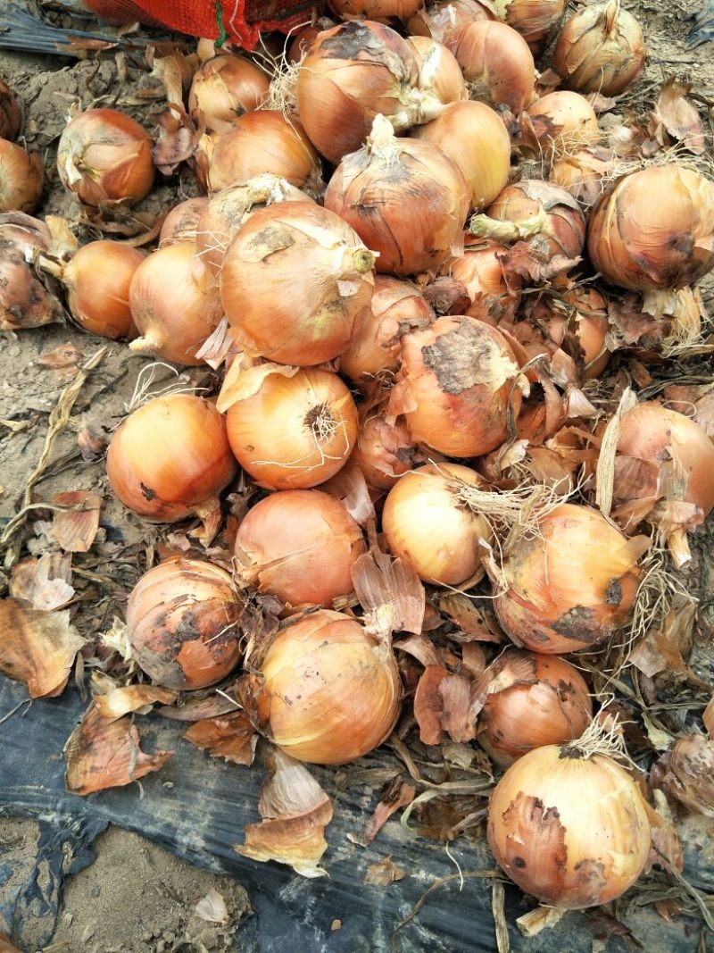 【精品】甘肃黄皮洋葱产地直销量大从优整车批发大量上市