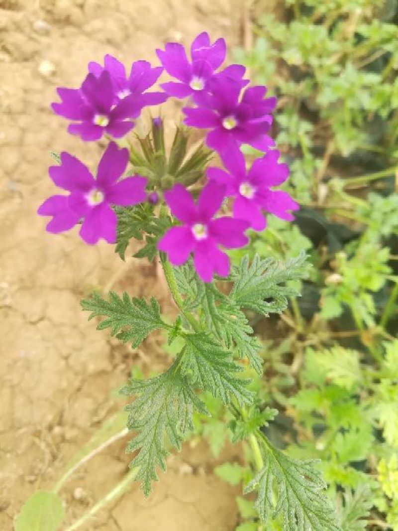 美女樱种苗