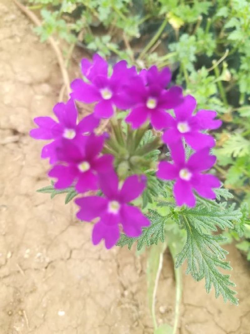 美女樱种苗