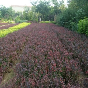 紫叶小檗30~50cm