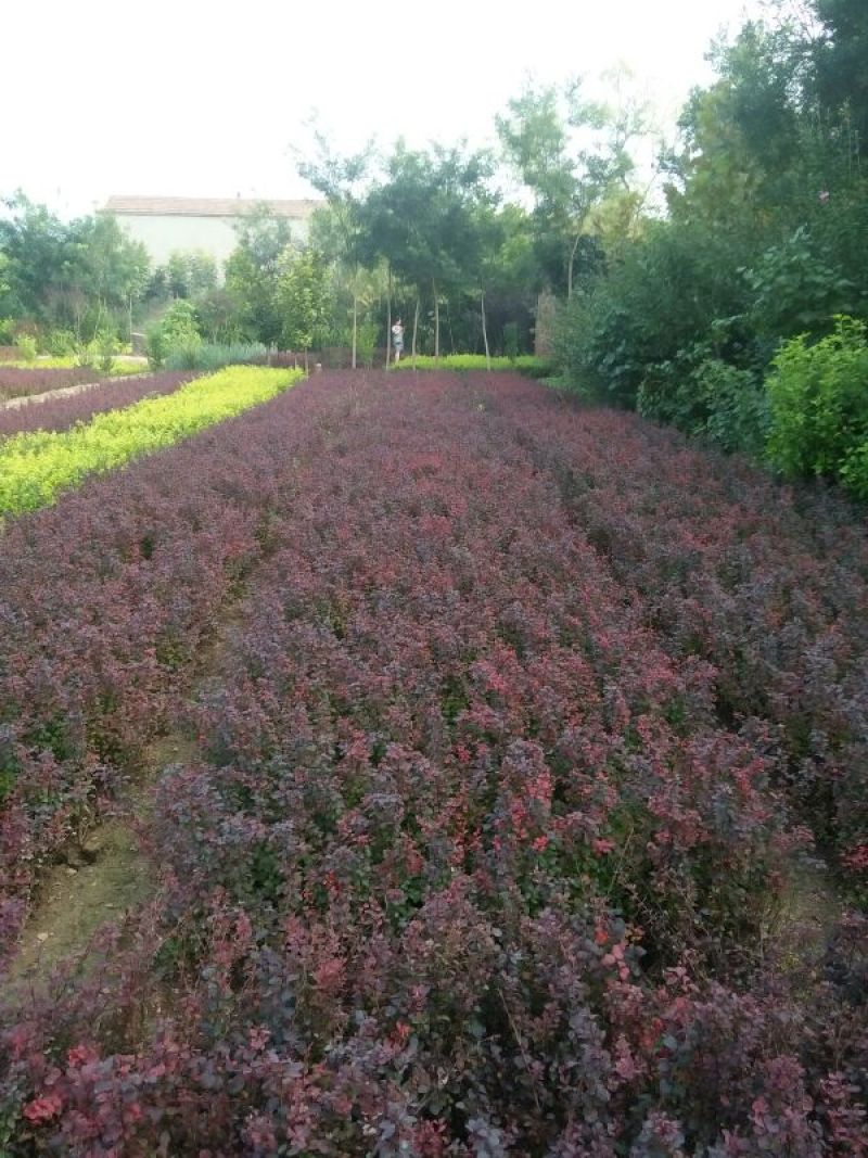 紫叶小檗30~50cm