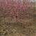 红叶碧桃6~8cm～10cm常年经营各种苗木