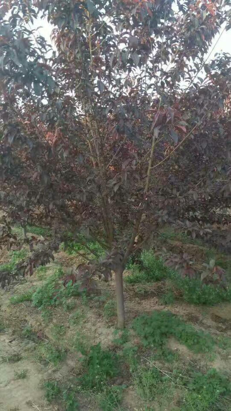 红叶碧桃6~8cm～10cm常年经营各种苗木