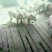 长白约克杜洛克苗猪仔猪20~30斤生猪种母猪供应