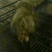 长白约克杜洛克苗猪仔猪20~30斤生猪种母猪供应