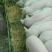 长白约克杜洛克苗猪仔猪20~30斤生猪种母猪供应