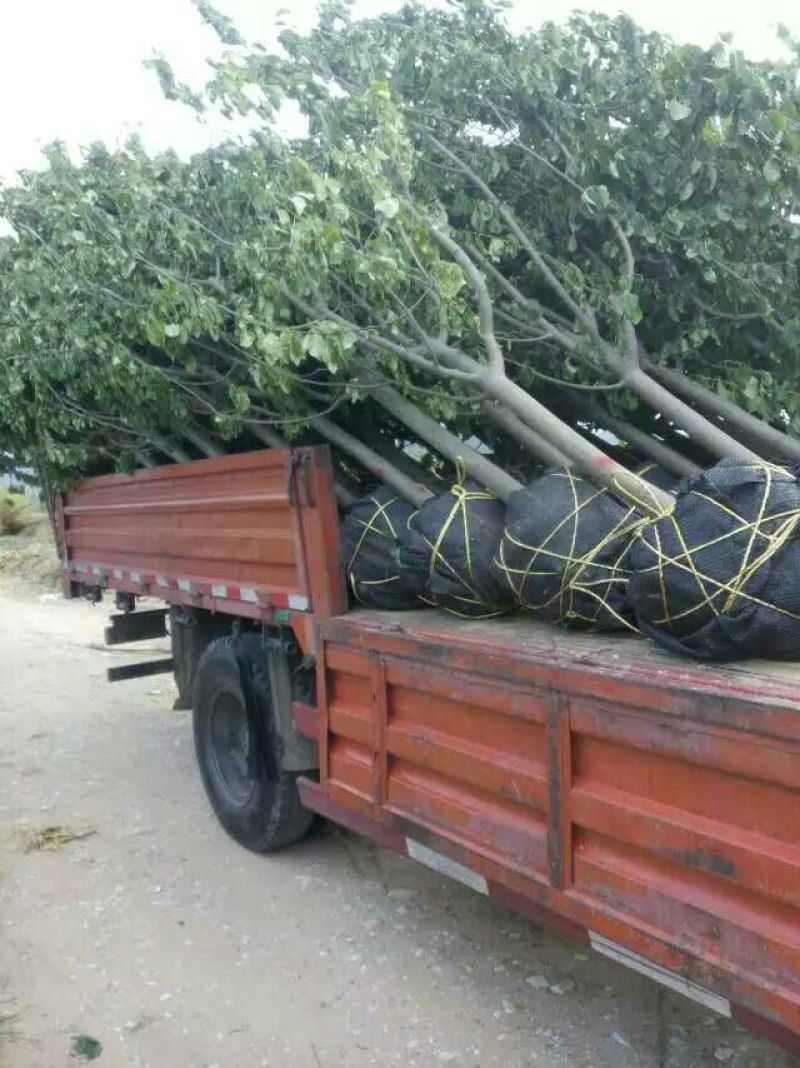 海棠八棱绚丽红宝石海棠苗绿化用苗假植苗