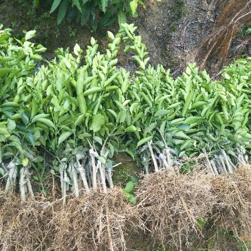 沙糖桔苗50~80cm