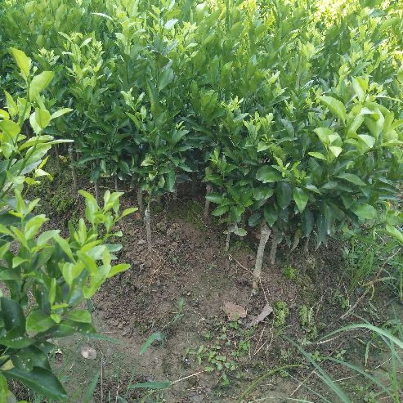 沙糖桔苗50~80cm