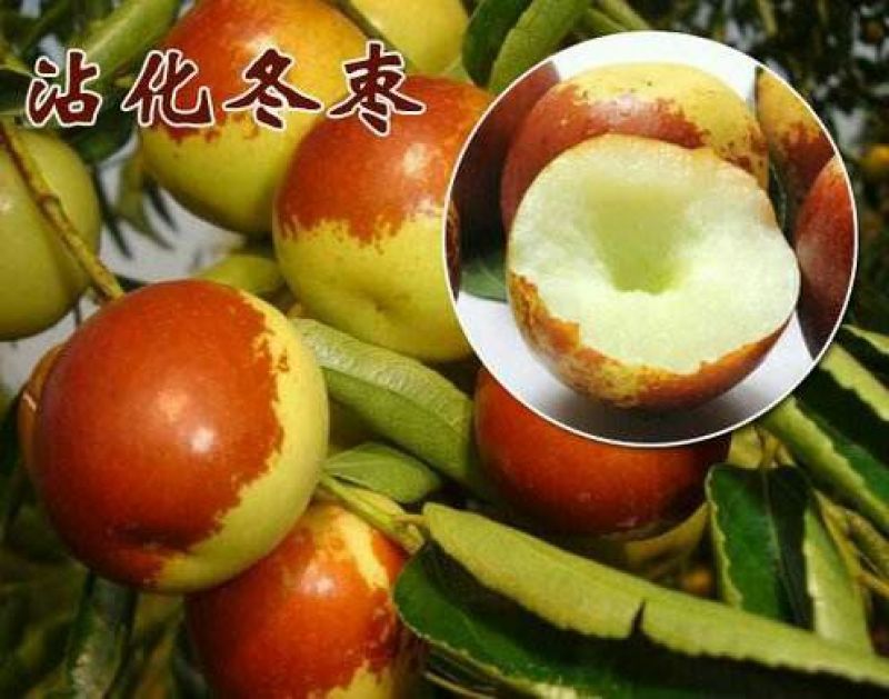 沾化冬枣直口