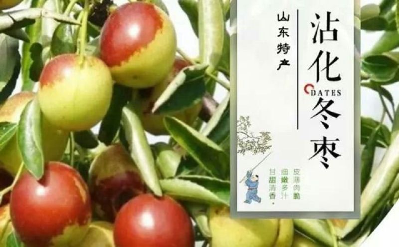 沾化冬枣直口