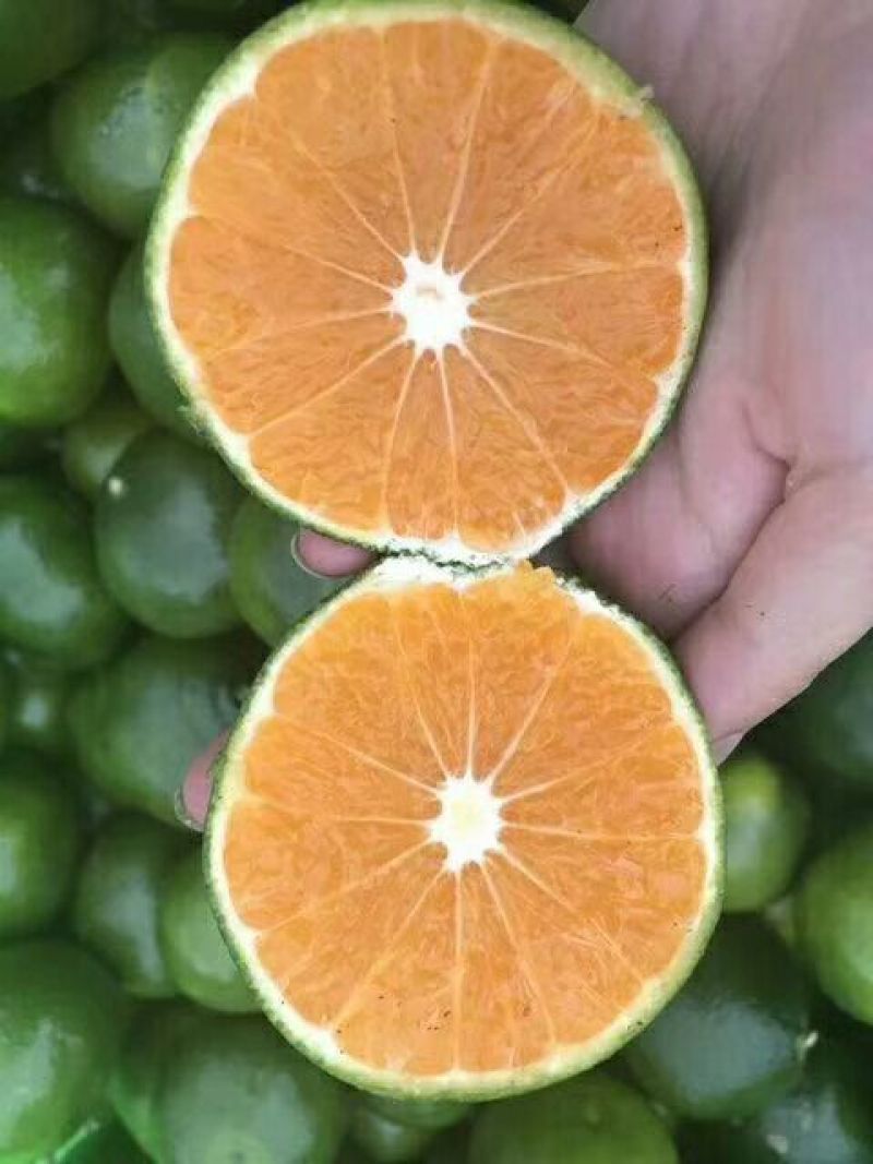 湖北特早蜜桔产地直销皮薄汁多欢迎选购