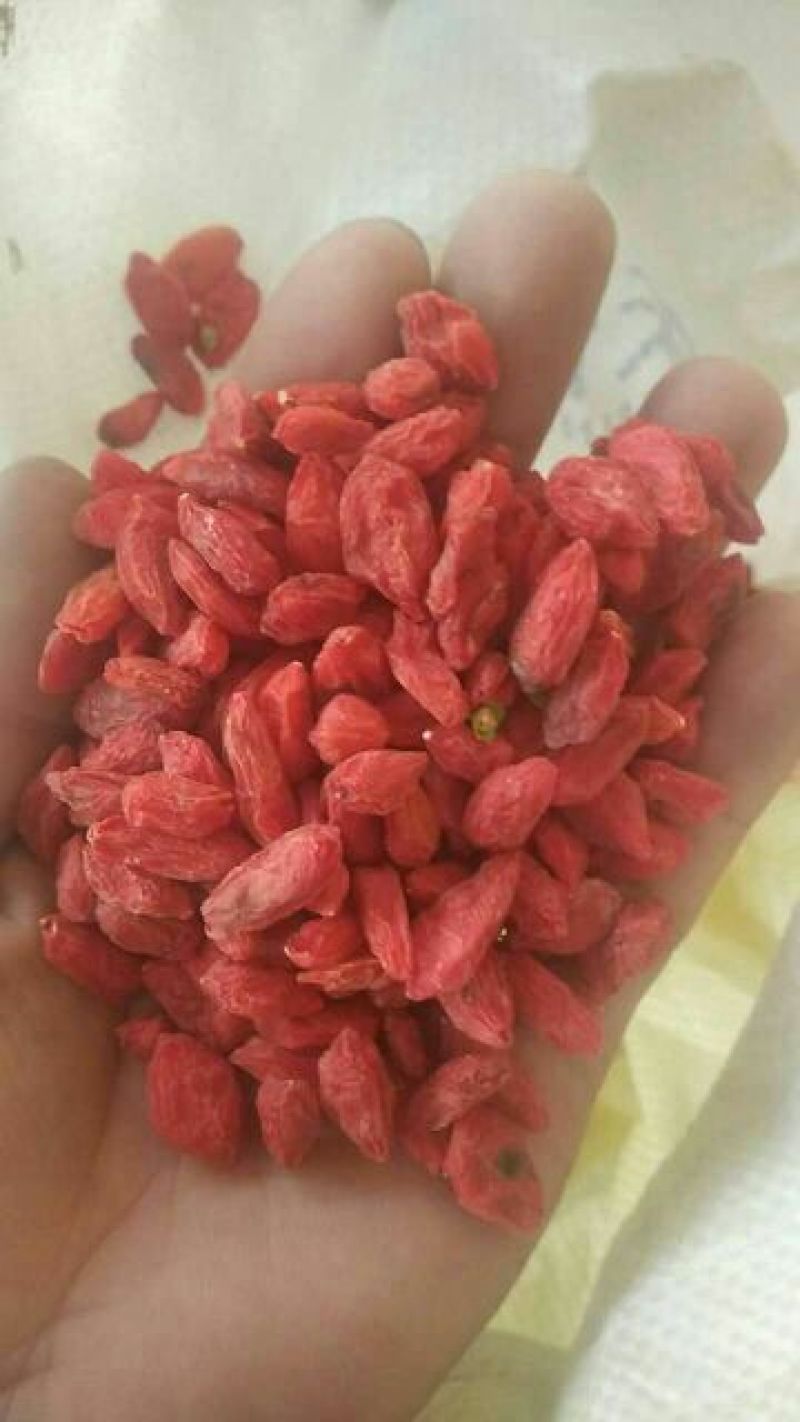 红枸杞干货头茬