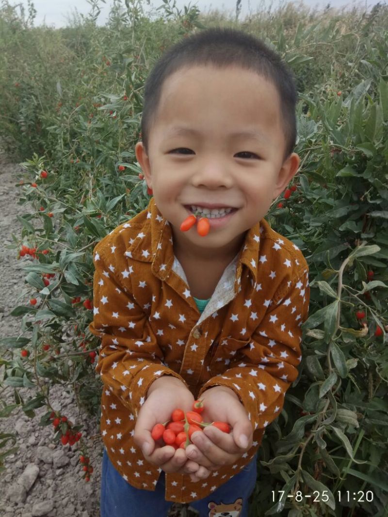 红枸杞干货头茬
