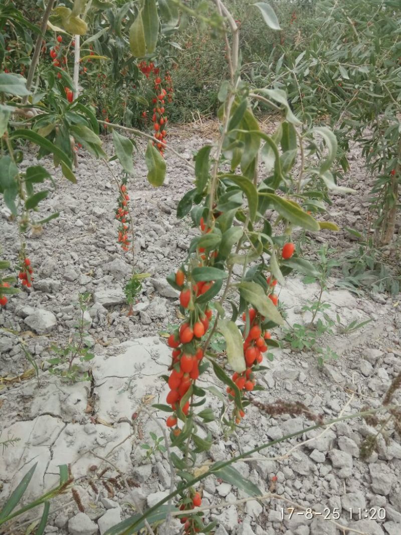 红枸杞干货头茬