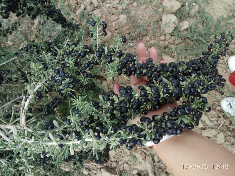 黑枸杞干货头茬