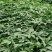 三七营养丰富厂家直销价格美丽全程监控