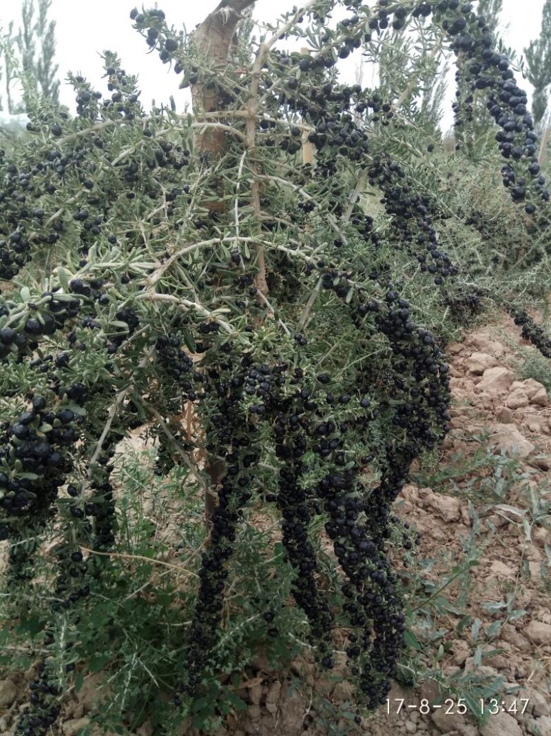 黑枸杞干货头茬