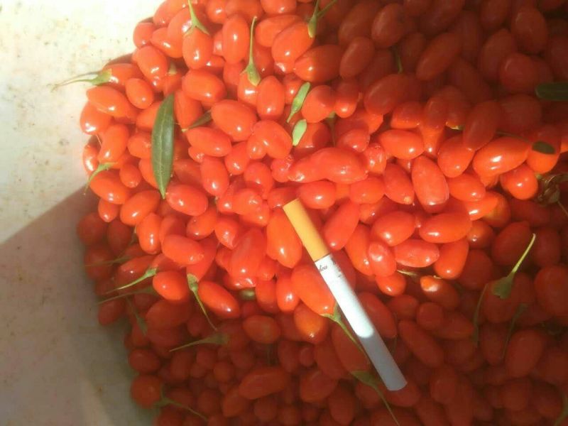 红枸杞干货头茬