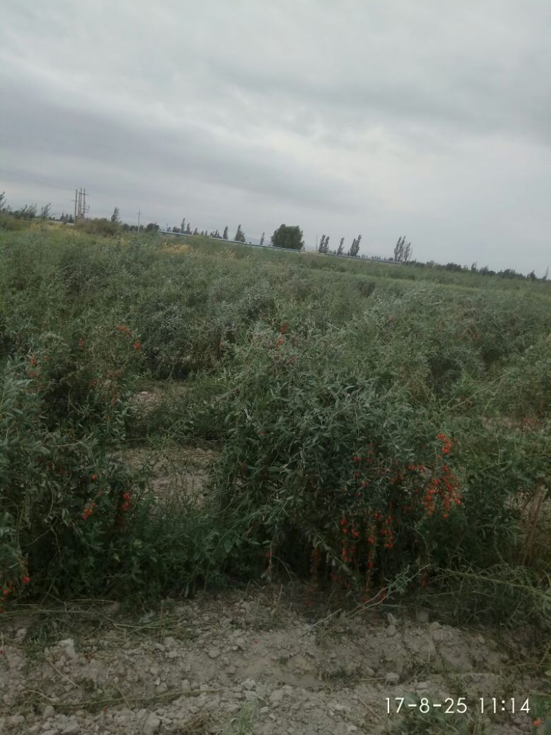 红枸杞干货头茬