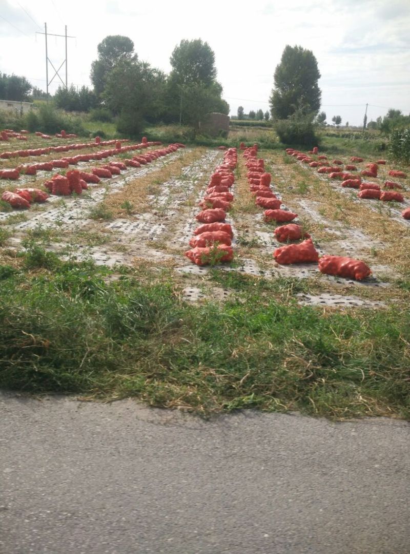 黄皮洋葱黄洋葱