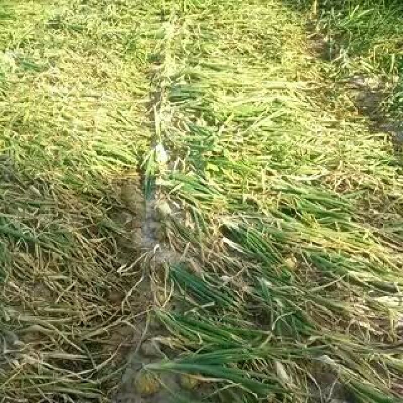 洋葱甘肃玉门市优质洋葱