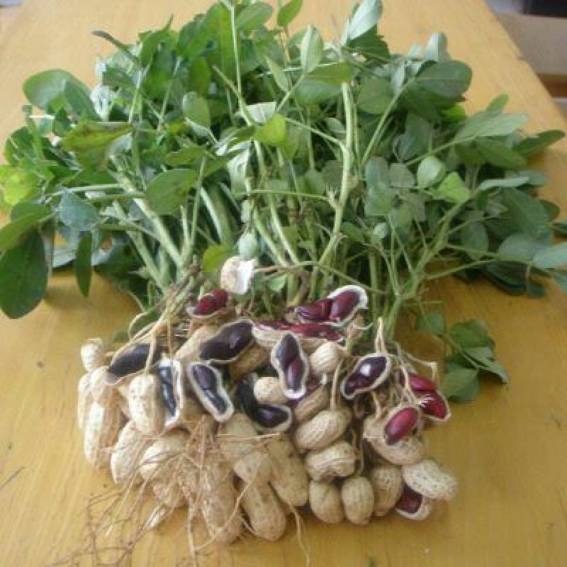 黑花生鲜货带壳