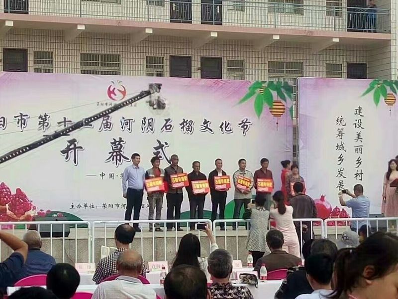 突尼斯软籽石榴树苗嫁接4年苗规格3公分以上