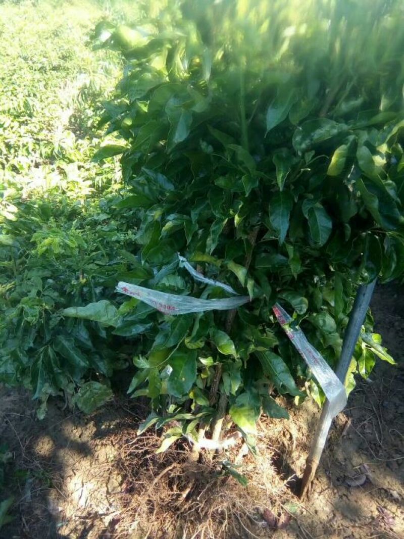 黄皮果苗可视频看货支持线上交易产地直销