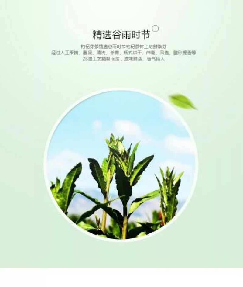 枸杞叶茶包邮
