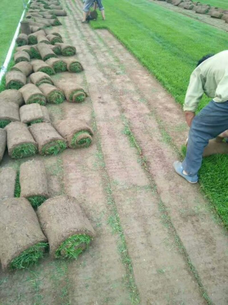 草皮