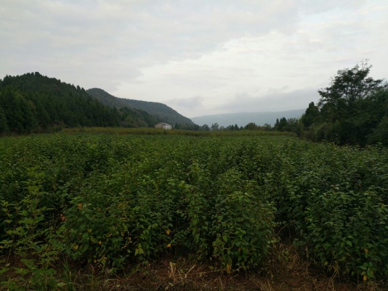 樱桃砧木