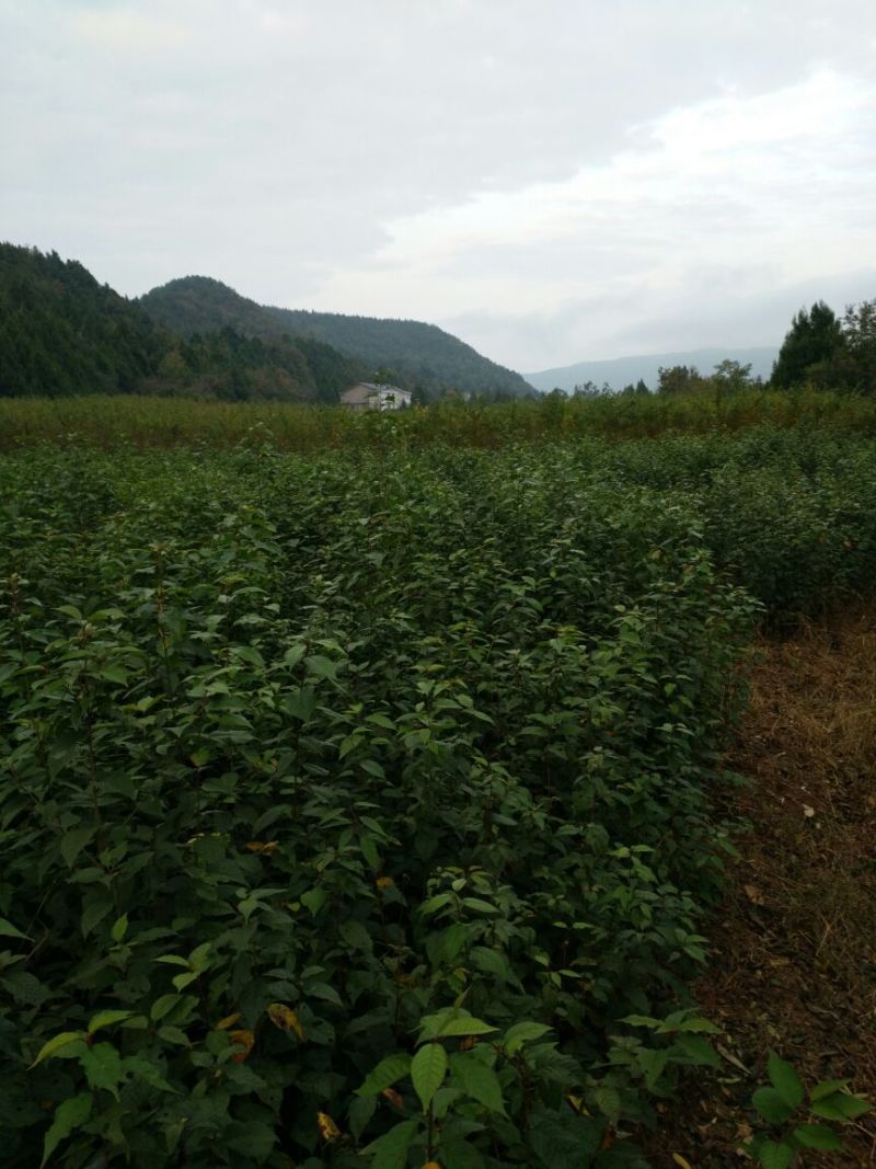 樱桃砧木