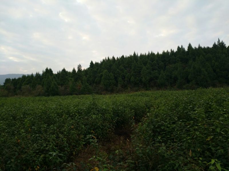 樱桃砧木