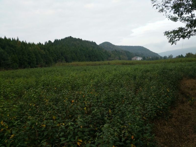 樱桃砧木