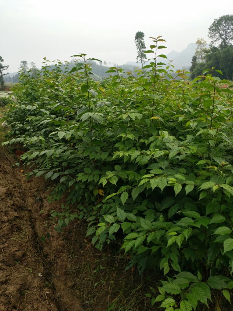 樱桃砧木