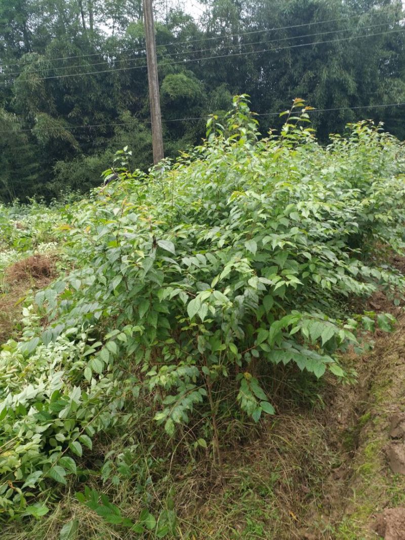 樱桃砧木