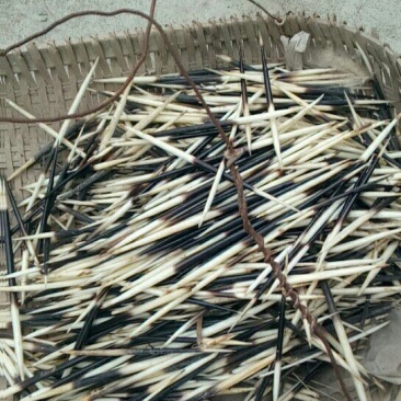 小檗