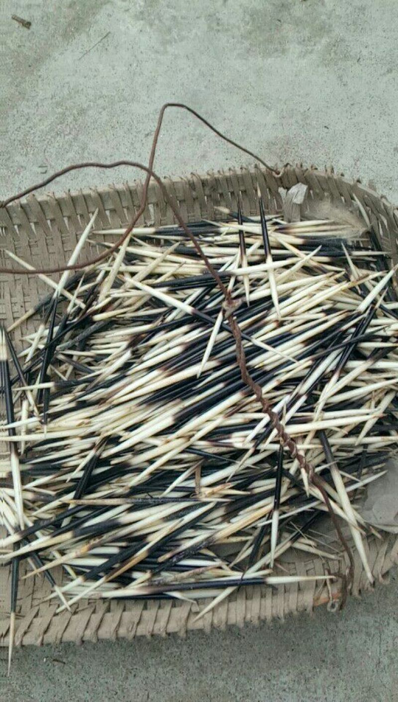 小檗