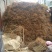 毛桃树苗40~50cm