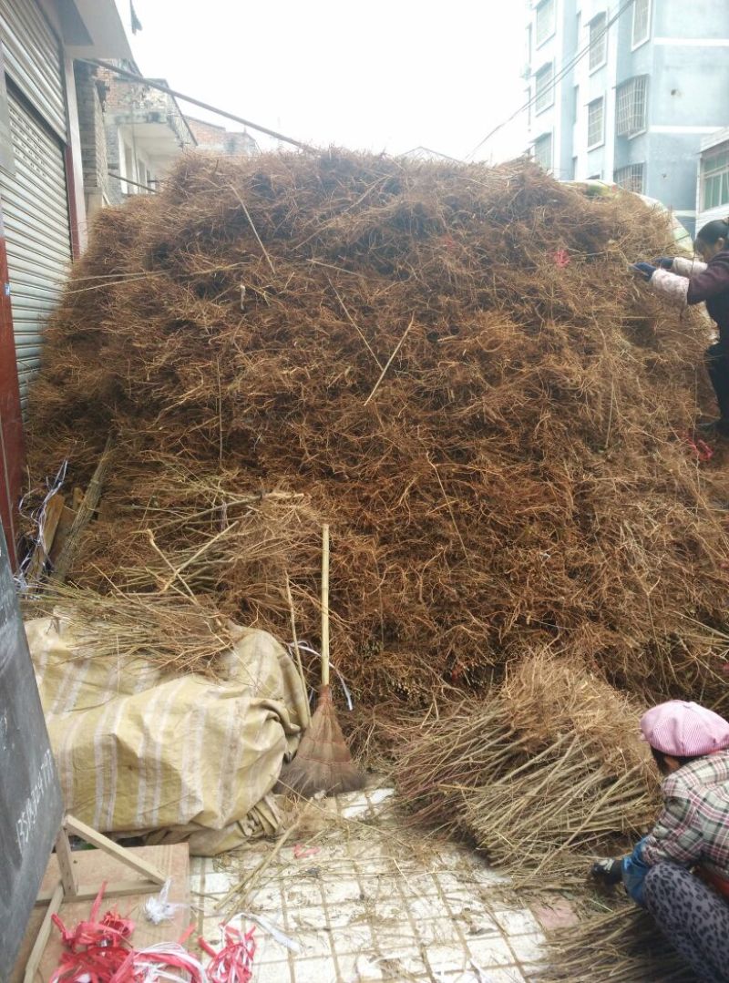 毛桃树苗40~50cm