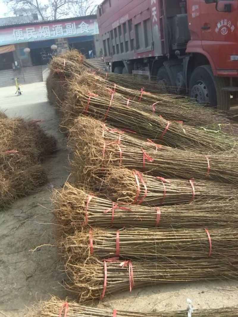 毛桃树苗40~50cm