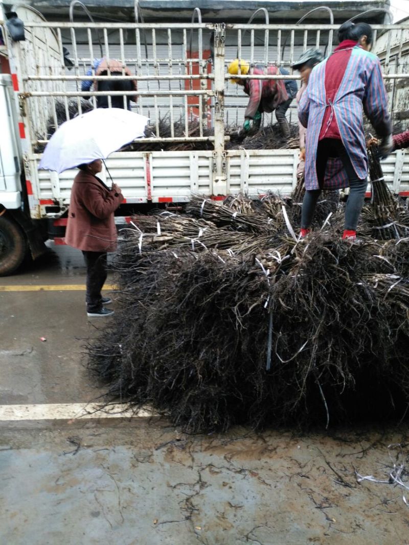 核桃苗二年苗50~100cm