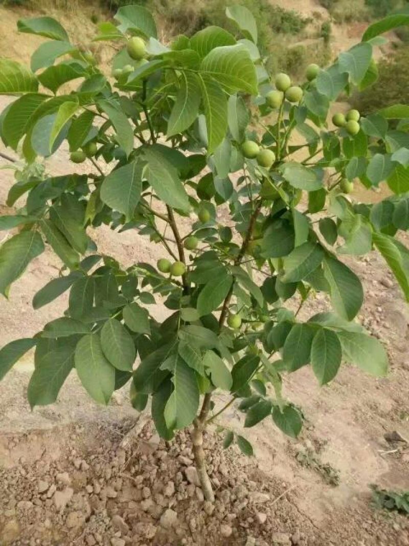 核桃苗二年苗50~100cm