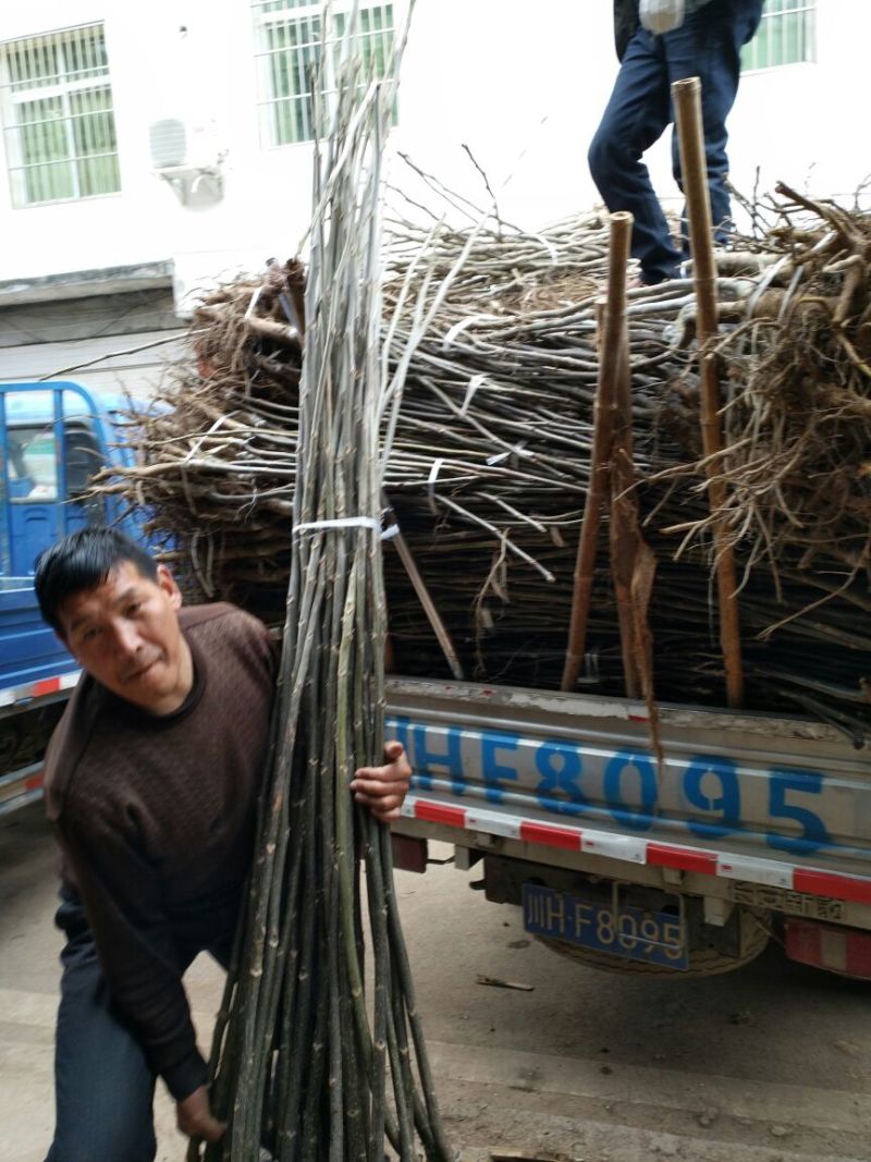 核桃苗二年苗50~100cm