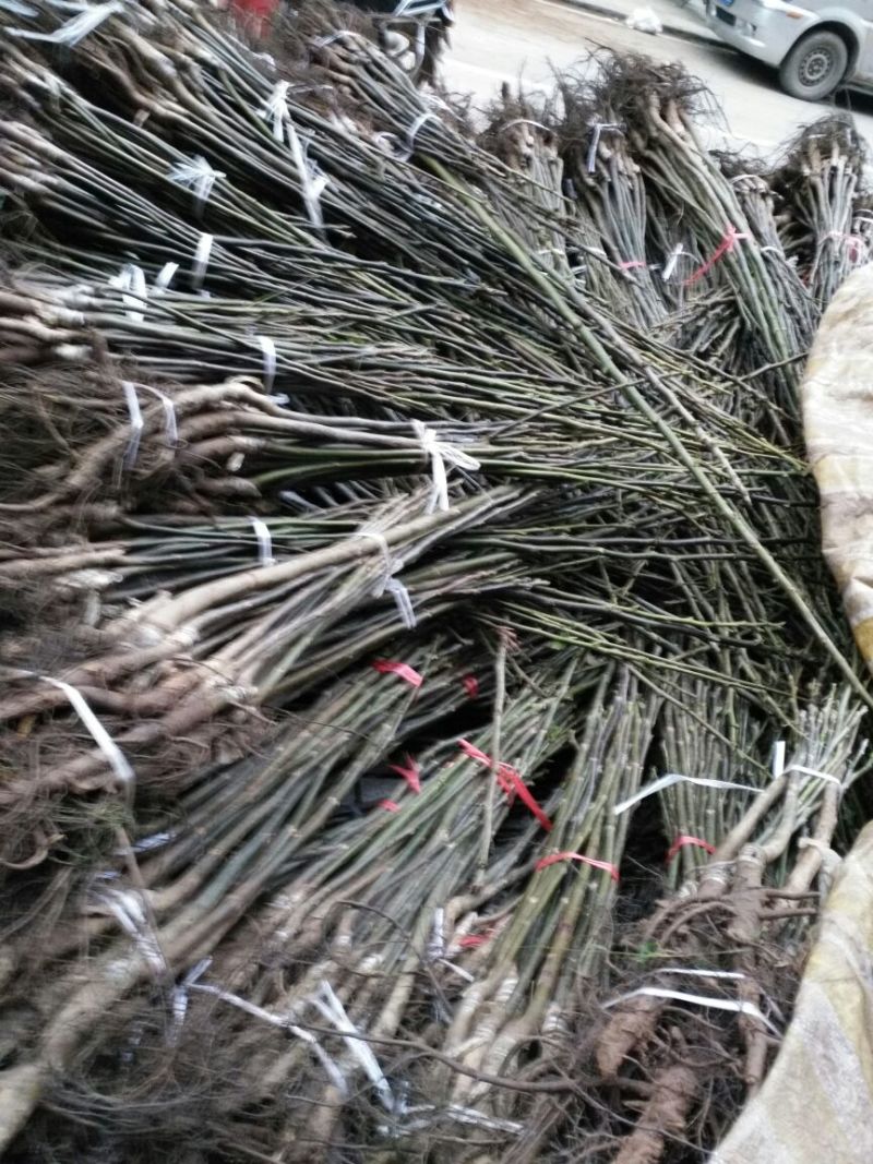 核桃苗二年苗50~100cm