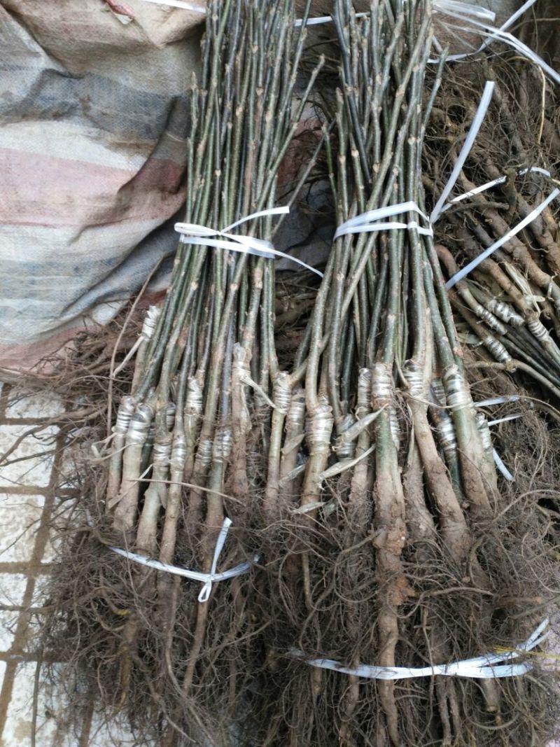 核桃苗二年苗50~100cm