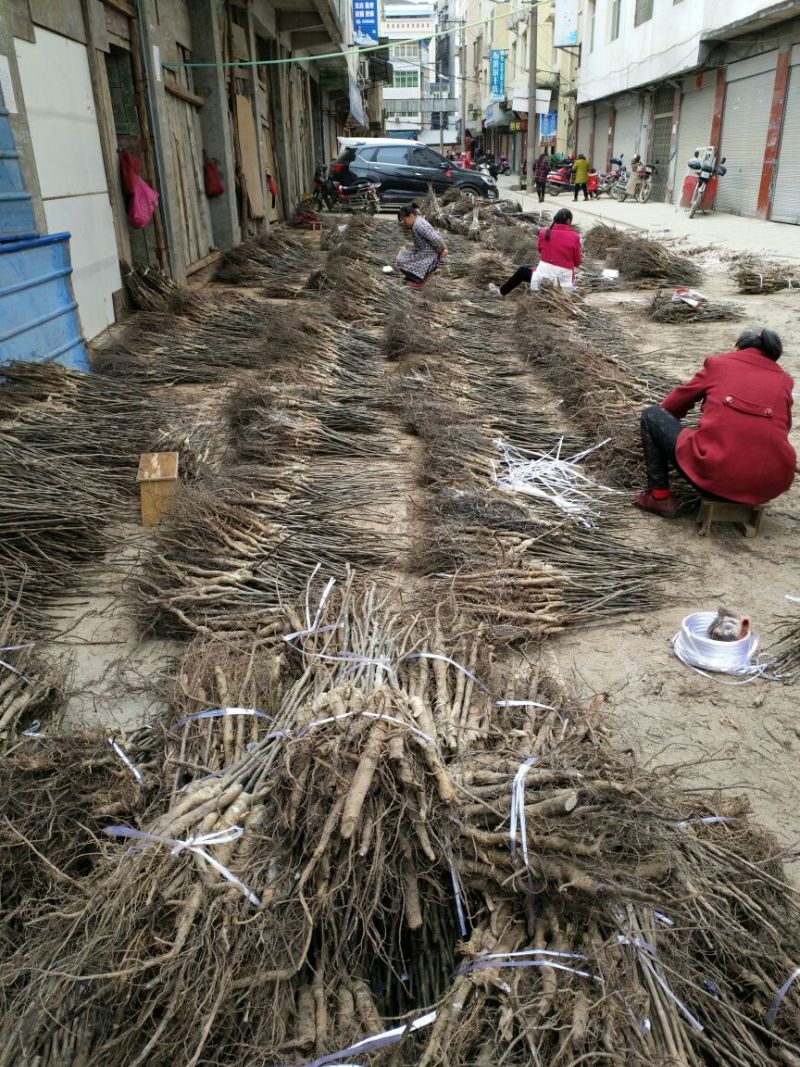 核桃苗二年苗50~100cm