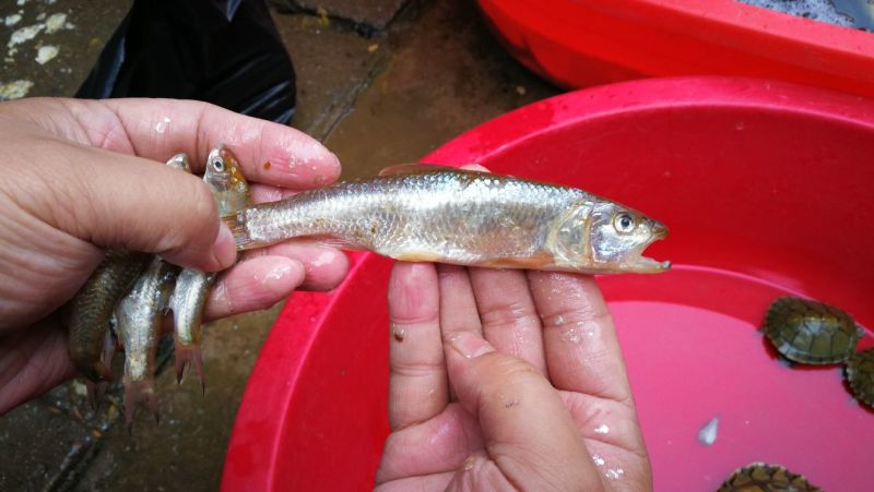 餐条鱼干烤鱼干